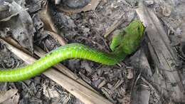 Image of Redtail (bamboo) Pit Viper