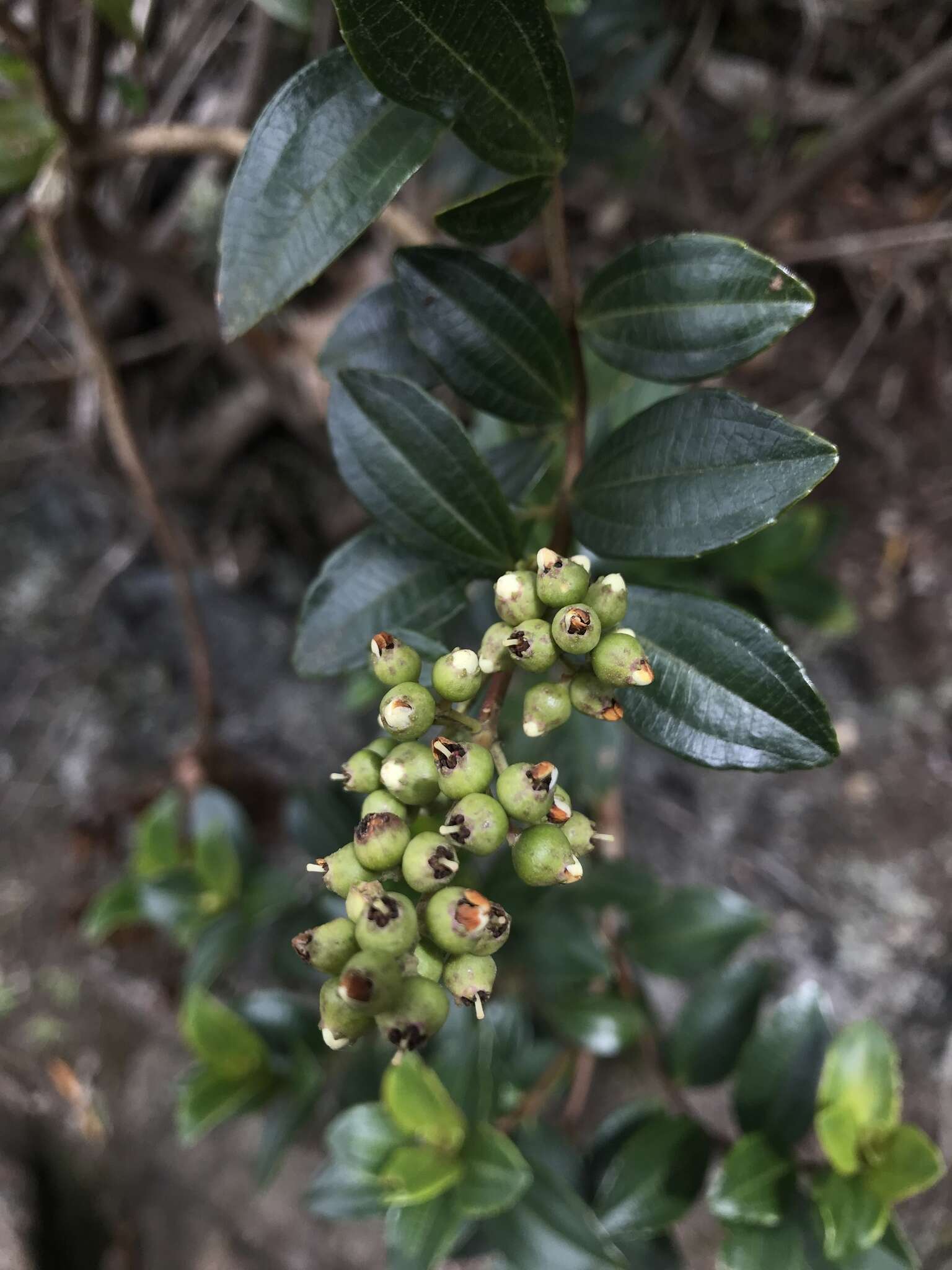 Image of Miconia ligustrina (Sm.) Triana