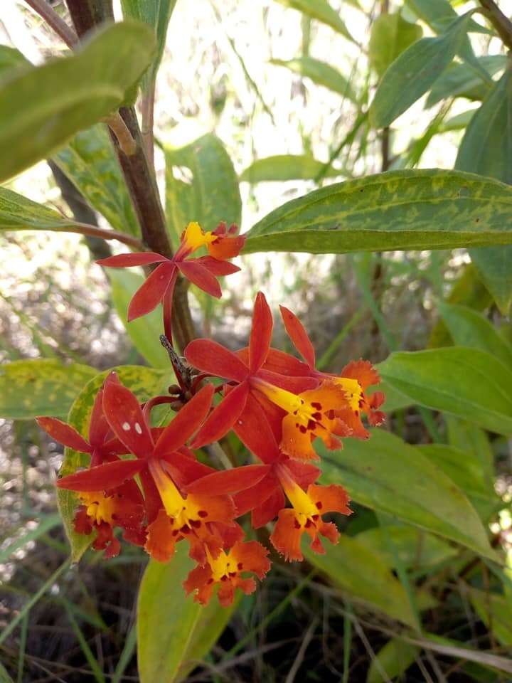 Sivun Epidendrum ibaguense Kunth kuva