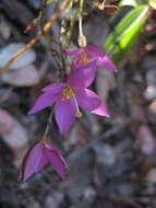 Image of Gyrandra tenuifolia (M. Martens & Galeotti) G. Mansion