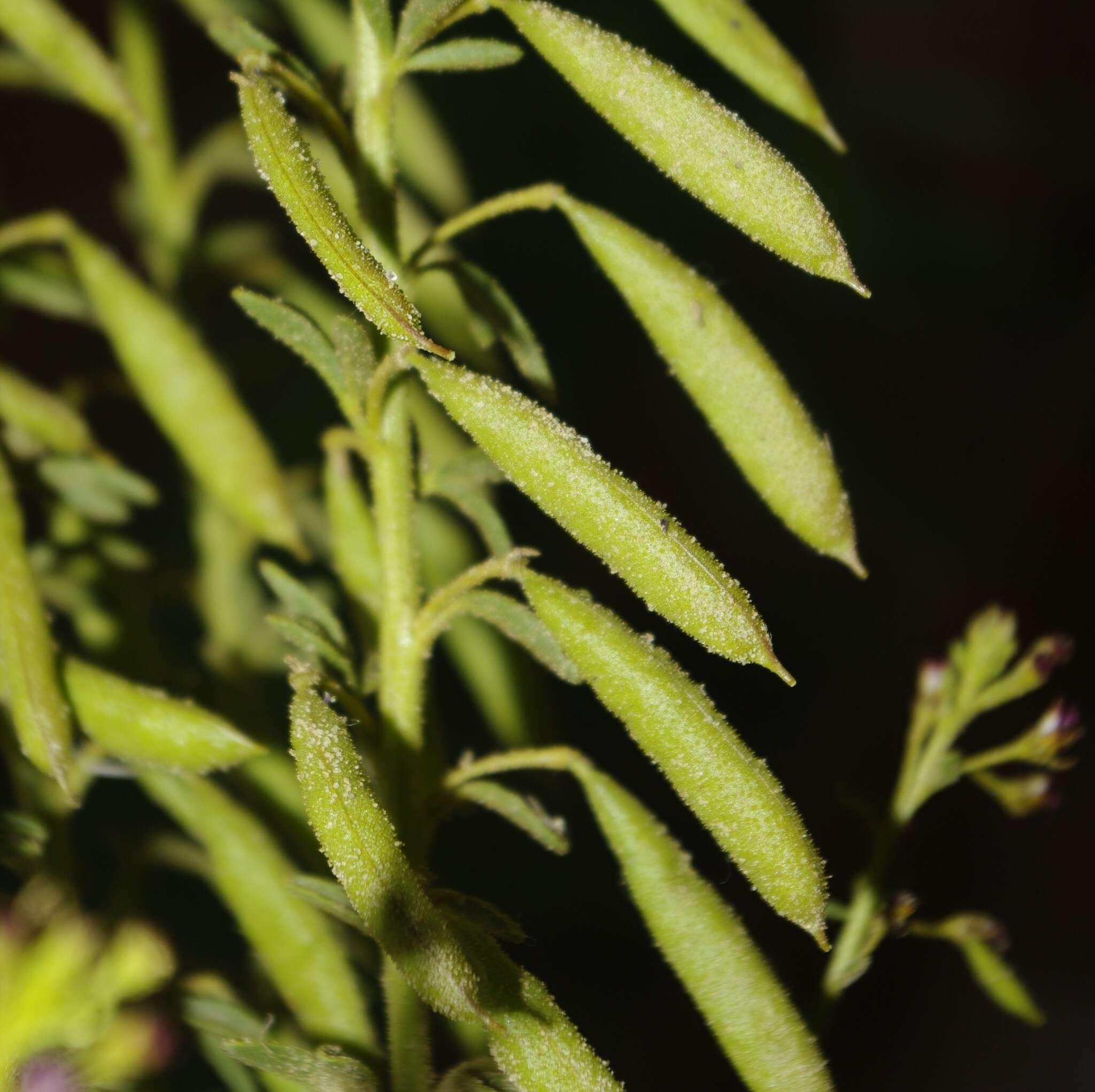 Image of Cleome arabica L.