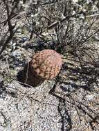 Image of Echinocereus reichenbachii var. reichenbachii