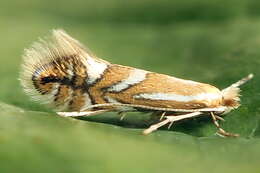 Image of Rowan Midget