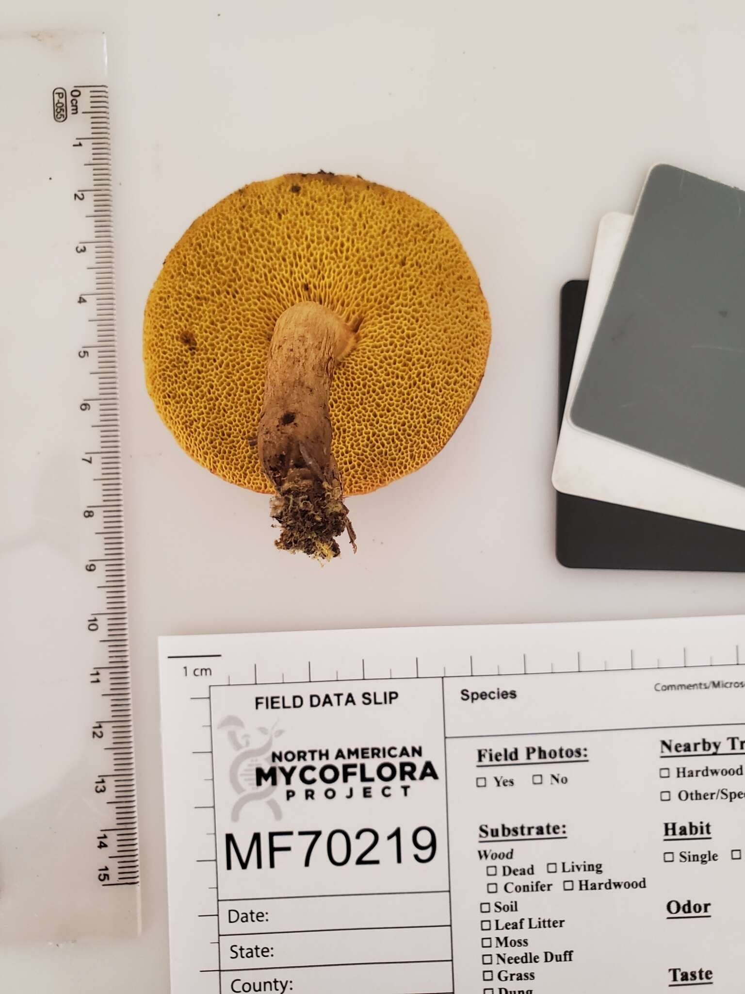 Image of Aureoboletus auriporus (Peck) Pouzar 1957