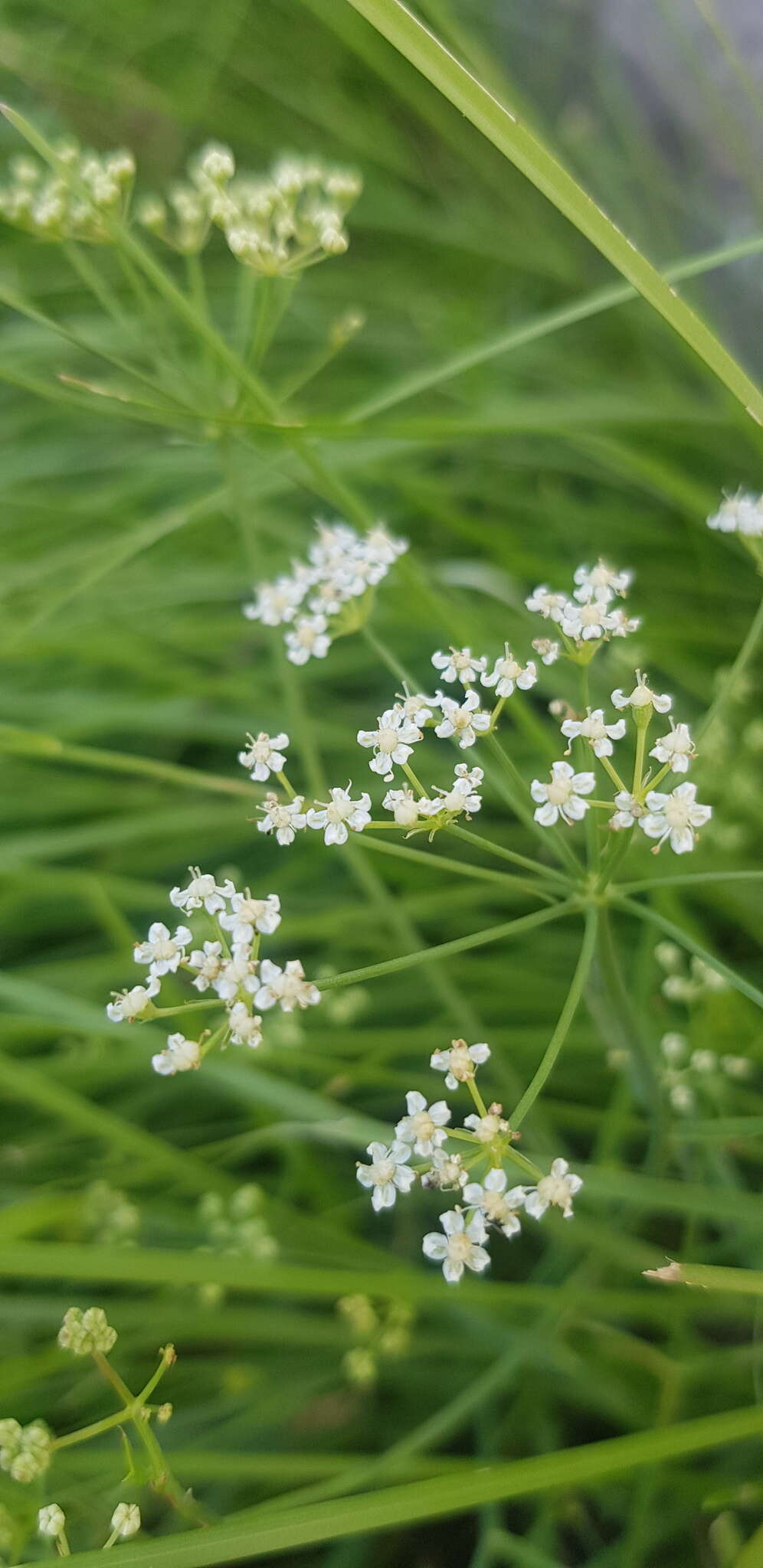 Saposhnikovia divaricata (Turcz.) Schischk. resmi