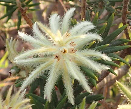 Image de Phylica pubescens var. pubescens