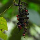 Image of Erythrina rubrinervia Kunth