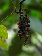 Imagem de Erythrina rubrinervia Kunth