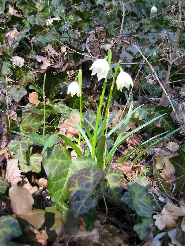 Image of Spring Snowflake