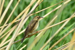 Locustella lanceolata (Temminck 1840) resmi