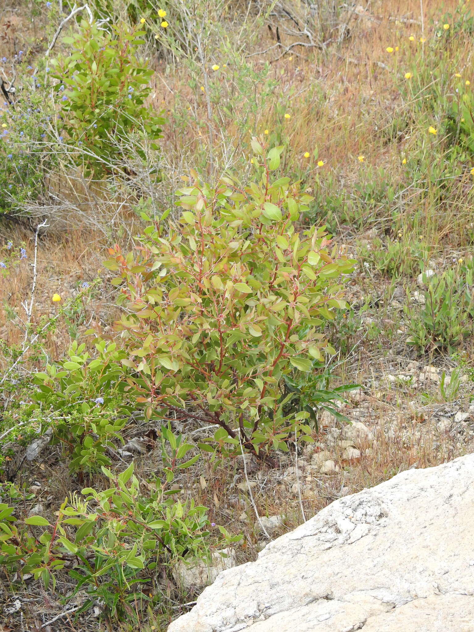 Image of Stanford's manzanita