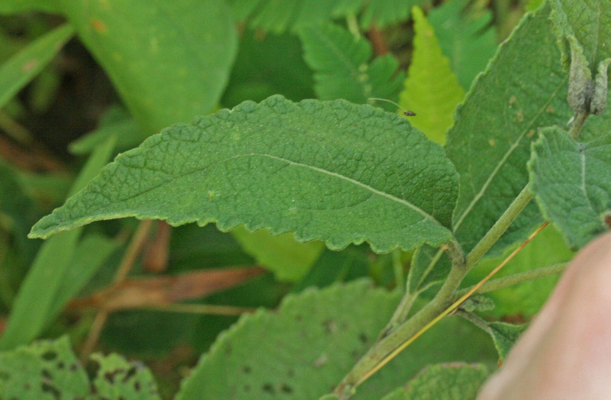 Image of Varronia macrocephala Desv.