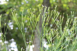 Imagem de Verbena montevidensis Spreng.