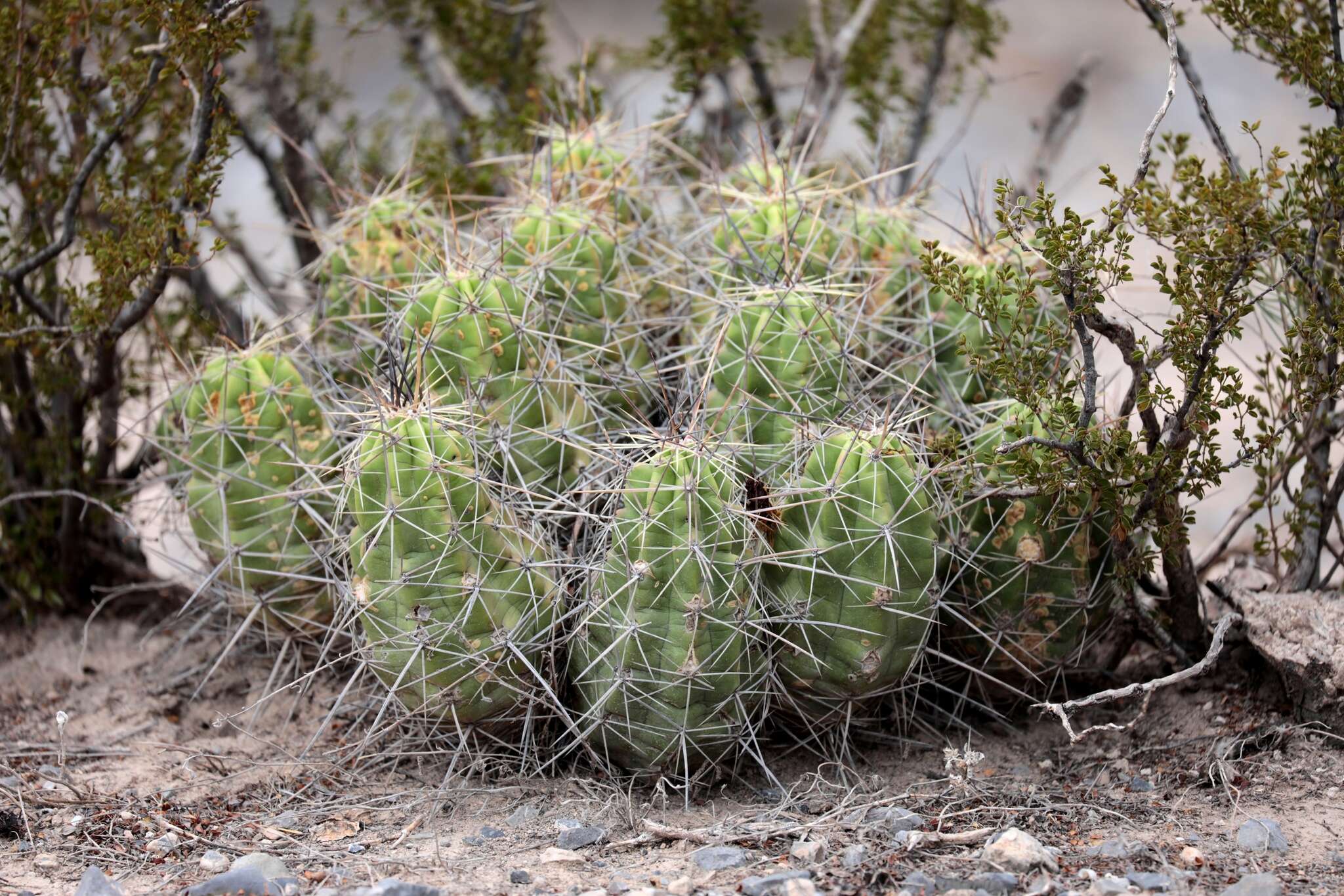 Image de Echinocereus enneacanthus subsp. brevispinus (W. O. Moore) N. P. Taylor