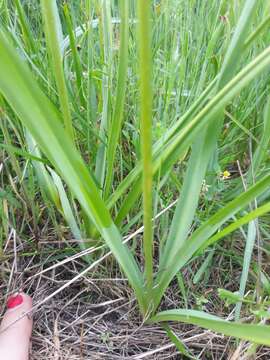 Imagem de Camassia quamash subsp. azurea (A. Heller) Gould