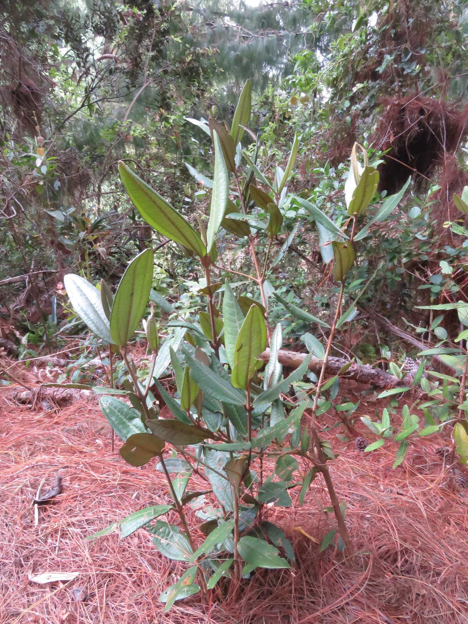 Image of Miconia squamulosa (Sm.) Triana