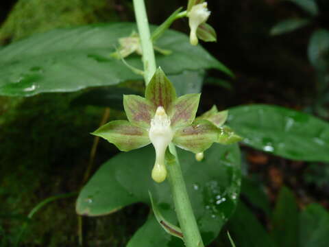 Image of Eulophia gracilis Lindl.