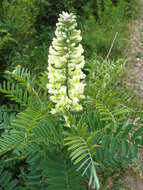 Слика од Sophora alopecuroides L.