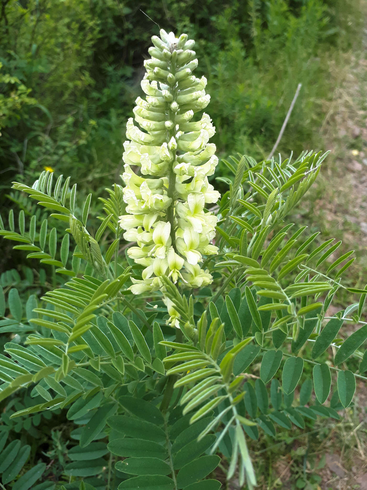 Sophora alopecuroides L. resmi