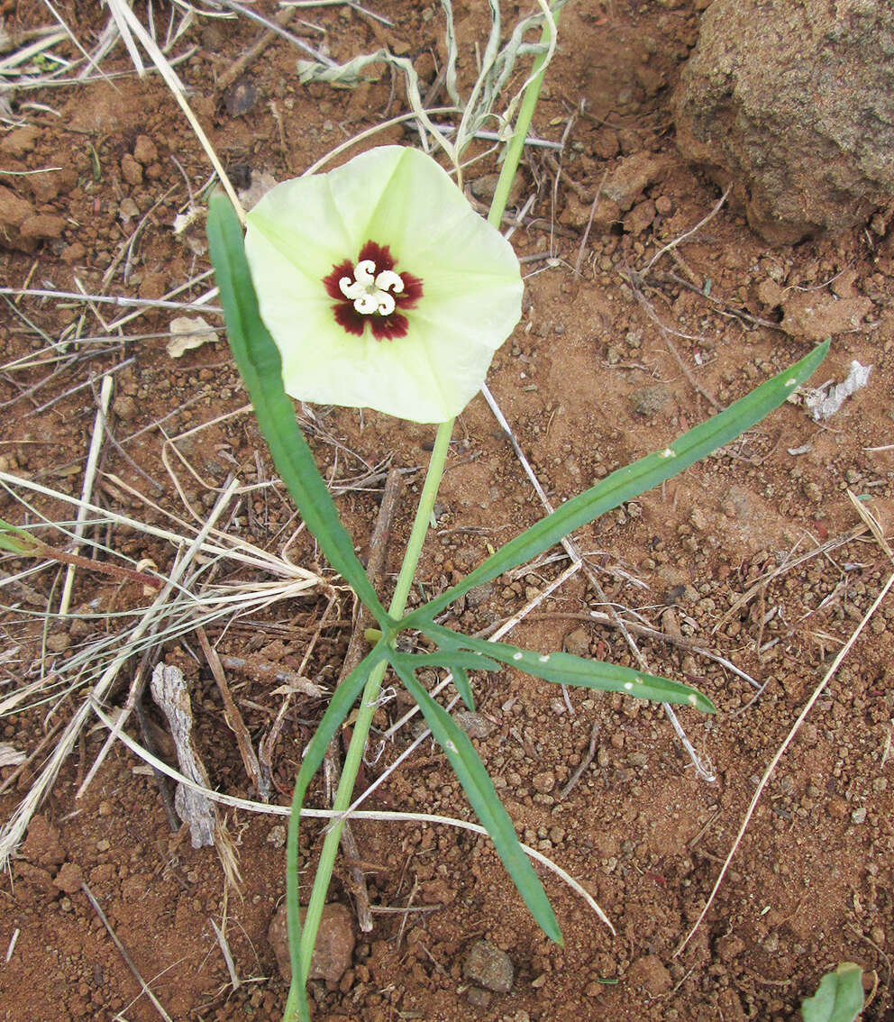 Image of Morning-glory