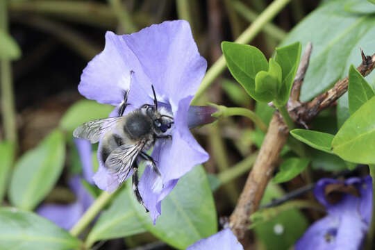 Image of Anthophora pacifica Cresson 1879