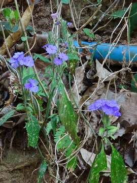 Eranthemum tetragonum Wall. resmi