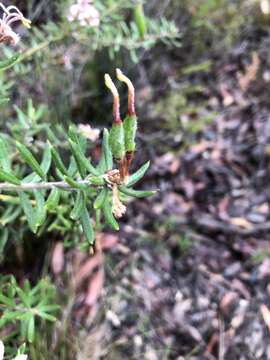 Image of Grevillea phylicoides R. Br.