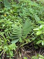 Image of Cardboard Palm