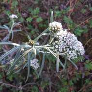 Plancia ëd Chionolaena salicifolia (Bertol.) G. L. Nesom