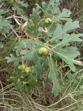 Image of Gambel Oak