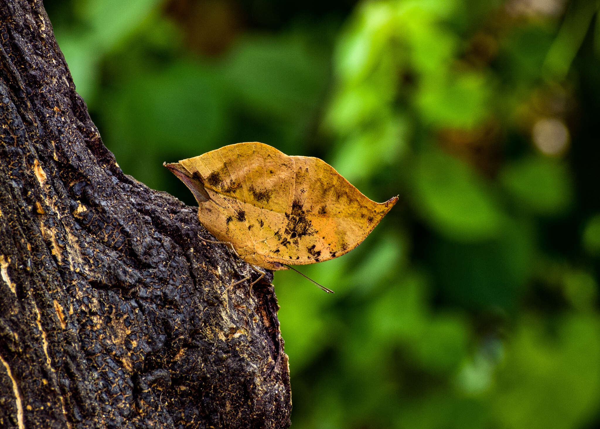 Image of Sahyadri blue oakleaf