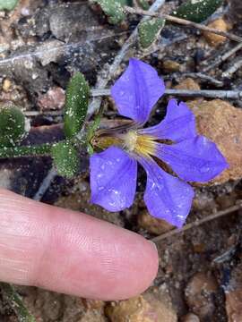 Слика од Scaevola calliptera Benth.