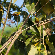 Image of Olive-backed Euphonia