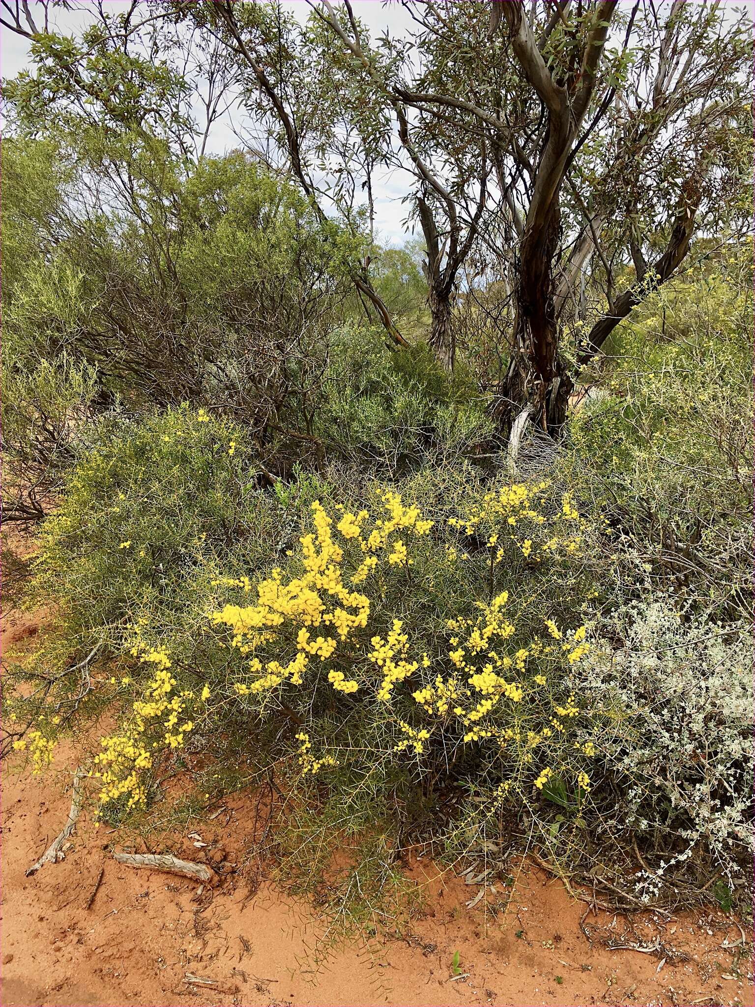 Acacia colletioides Benth. resmi