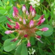 Imagem de Trifolium spumosum L.