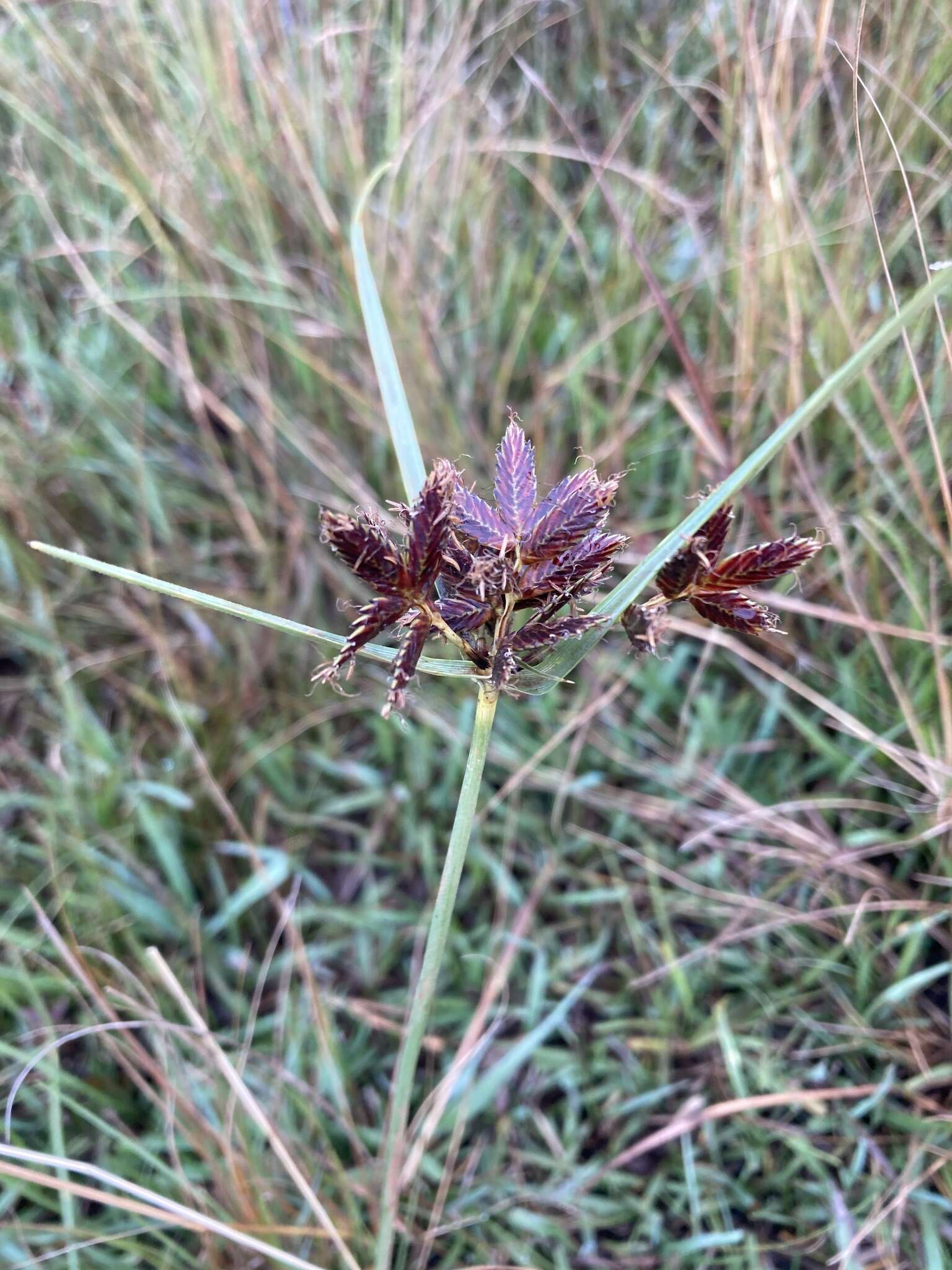 Cyperus nitidus Lam.的圖片