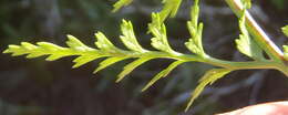 Imagem de Asplenium adiantum-nigrum subsp. adiantum-nigrum