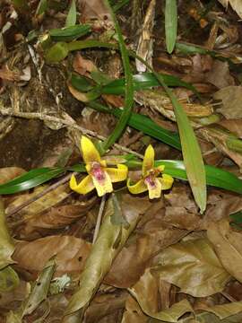 Image of Maxillaria houtteana Rchb. fil.