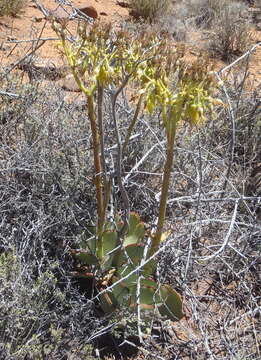 Image of Cotyledon cuneata Thunb.