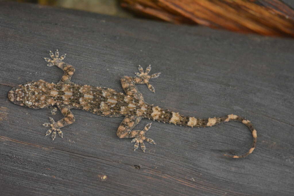 Image of Tasmanian Leaf-toed Gecko