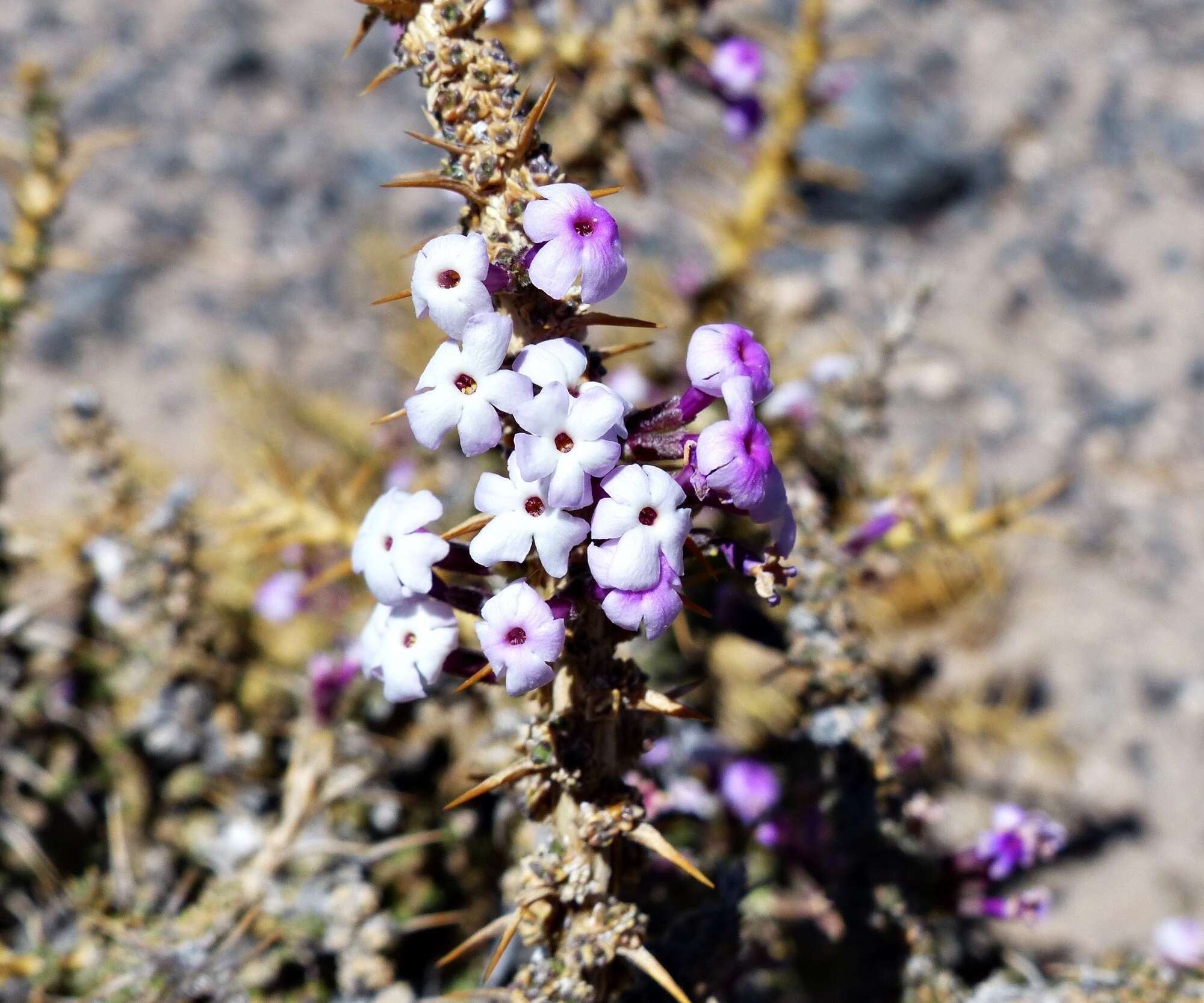 صورة Junellia seriphioides (Gillies & Hook.) Moldenke