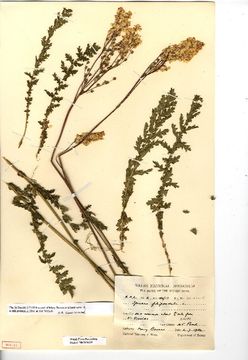 Image of dropwort