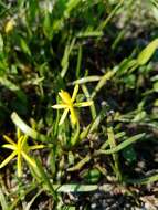 Image of grassleaf mudplantain