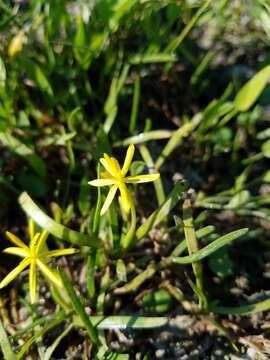 Image of grassleaf mudplantain