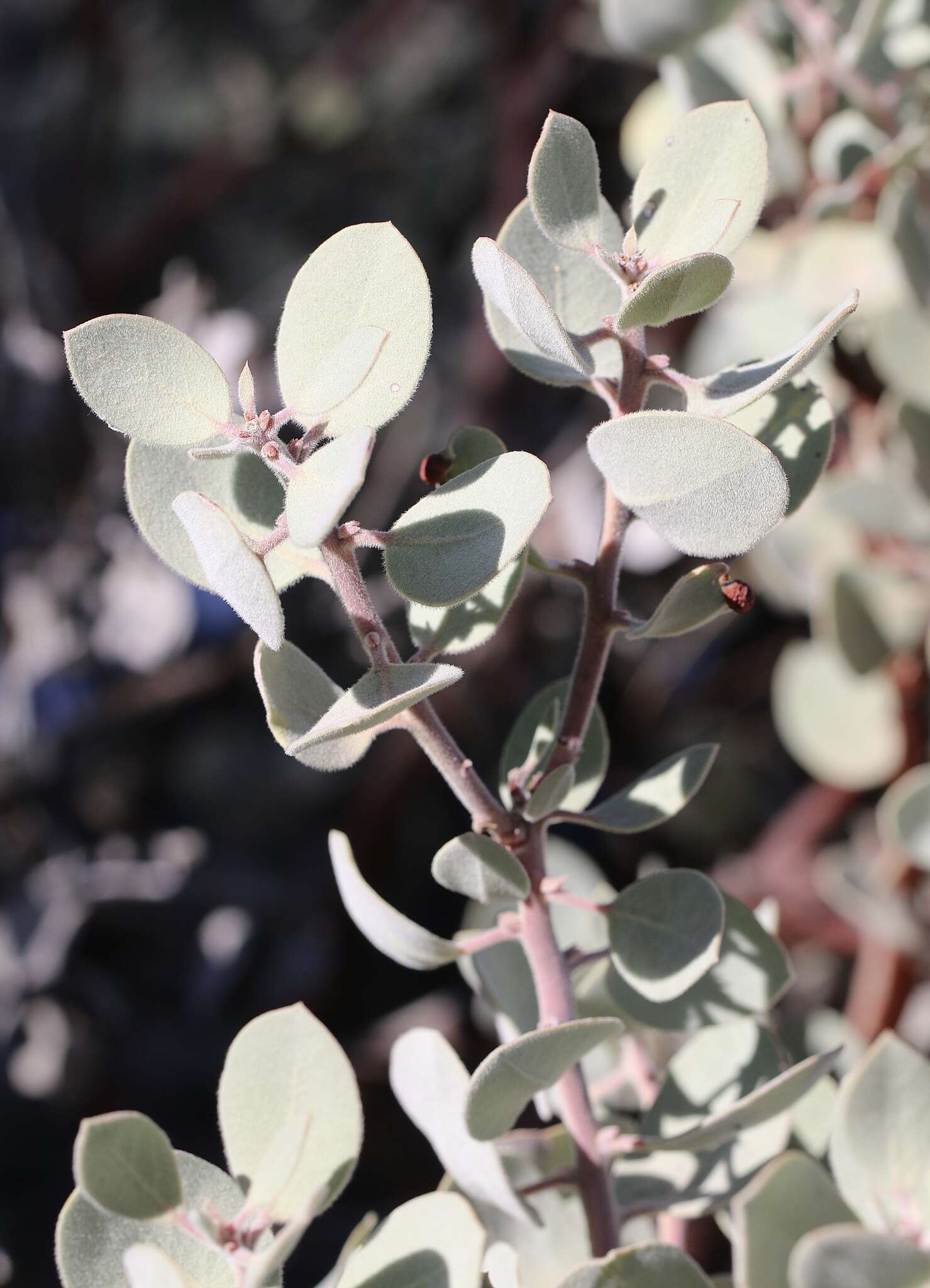 Image of Mallory's manzanita