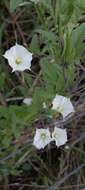 Convolvulus crenatifolius Ruiz & Pav. resmi