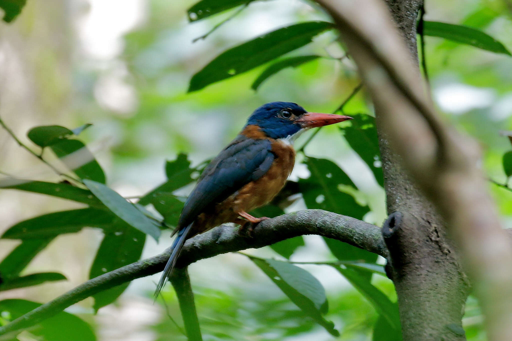 Image of Blue-headed Kingfisher