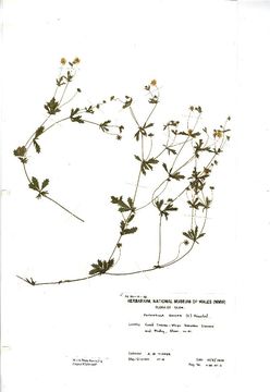 539.powna nmw4449 1328486112 jpg.580x360