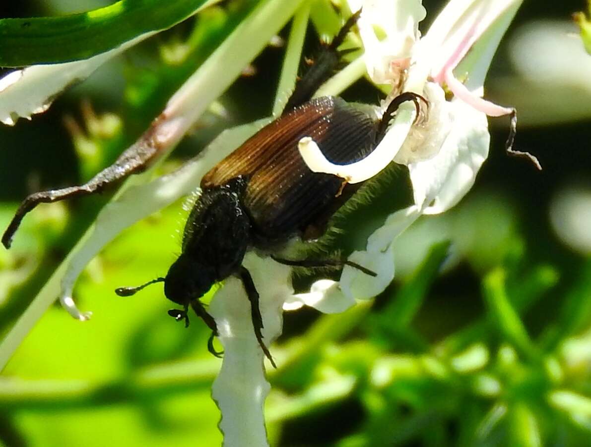 Image de Strigoderma sulcipennis Burmeister 1844