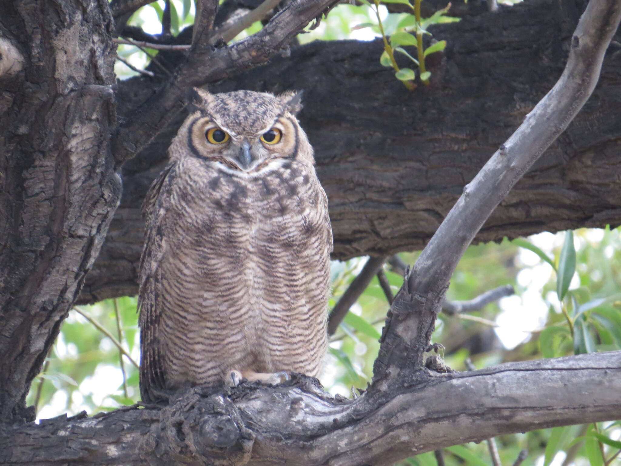 Image of <i>Bubo virginianus magellanicus</i>